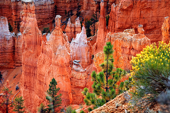 Bryce Canyon,Utah, USA