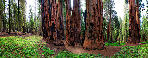 Sequoia Nationalpark, Kalifornien, USA