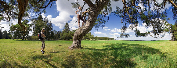 Alte Kiefer bei Tittig im Naturpark Altmühltal