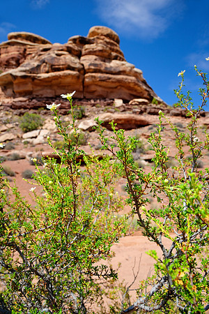 Canyonlands Confluence Overlook, Moab, Utah, USA