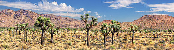 Joshua Tree Nationalpark, Desert Center, Kalifornien, USA