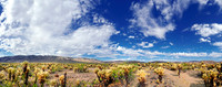 Joshua Tree Nationalpark, Desert Center, Kalifornien, USA