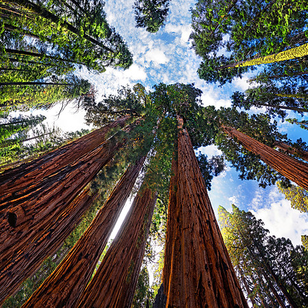 Sequoia Nationalpark, Kalifornien, USA