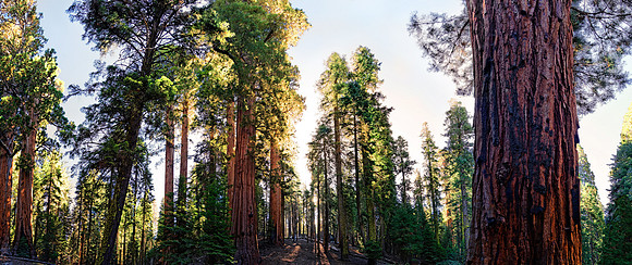 Sequoia Nationalpark, Kalifornien, USA