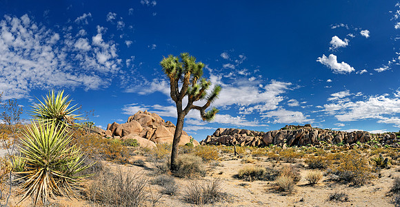 Joshua Tree Nationalpark, Desert Center, Kalifornien, USA