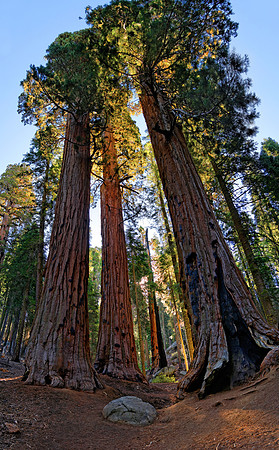 Sequoia Nationalpark, Kalifornien, USA