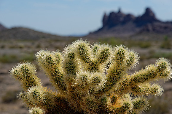 Joshua Tree Nationalpark, Desert Center, Kalifornien, USA