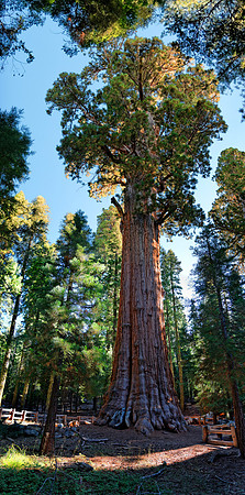 Sequoia Nationalpark, Kalifornien, USA