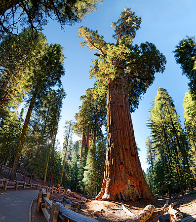 Sequoia Nationalpark, Kalifornien, USA