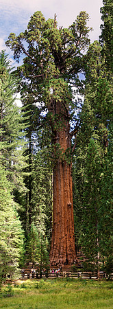 Sequoia Nationalpark, Kalifornien, USA