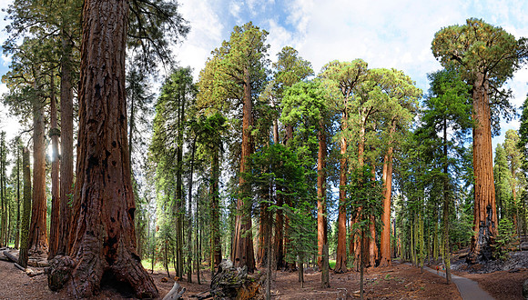 Sequoia Nationalpark, Kalifornien, USA