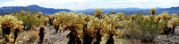 Joshua Tree Nationalpark, Desert Center, Kalifornien, USA