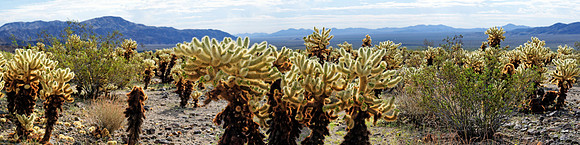 Joshua Tree Nationalpark, Desert Center, Kalifornien, USA