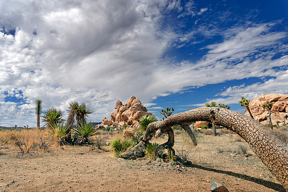 Joshua Tree Nationalpark, Desert Center, Kalifornien, USA
