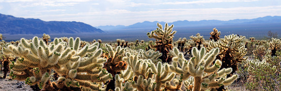 Joshua Tree Nationalpark, Desert Center, Kalifornien, USA