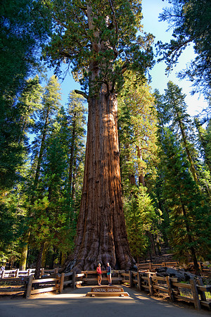 Sequoia Nationalpark, Kalifornien, USA