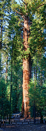Sequoia Nationalpark, Kalifornien, USA