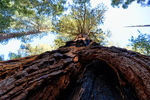 Sequoia Nationalpark, Kalifornien, USA