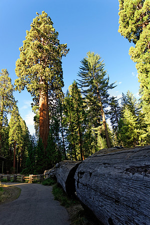Sequoia Nationalpark, Kalifornien, USA