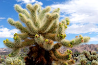 Joshua Tree Nationalpark, Desert Center, Kalifornien, USA