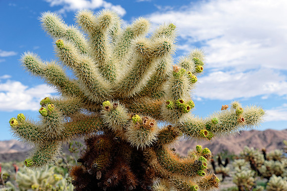 Joshua Tree Nationalpark, Desert Center, Kalifornien, USA