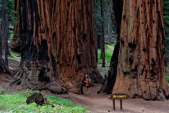 Sequoia Nationalpark, Kalifornien, USA
