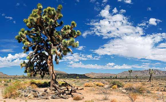 Joshua Tree Nationalpark, Desert Center, Kalifornien, USA