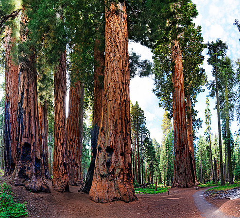 Sequoia Nationalpark, Kalifornien, USA