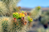 Joshua Tree Nationalpark, Desert Center, Kalifornien, USA