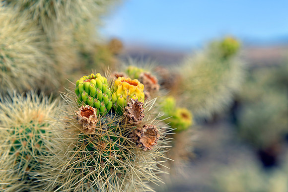 Joshua Tree Nationalpark, Desert Center, Kalifornien, USA