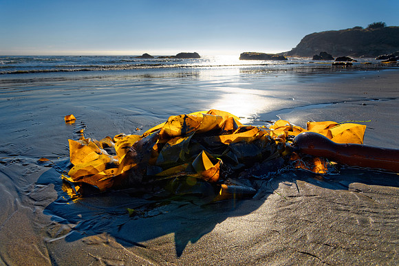 Pazifikküste bei Cambria, Kalifornien, USA