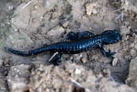 DSC_3489Bergsalamander im Rofangebirge, Achensee, Austria_resize