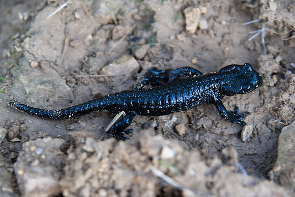 DSC_3489Bergsalamander im Rofangebirge, Achensee, Austria_resize