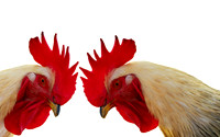 Hahnenkampf_resize