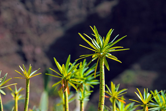 2010-08-14-Teneriffa-LaGomera-149
