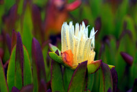 2010-08-14-Teneriffa-LaGomera-102