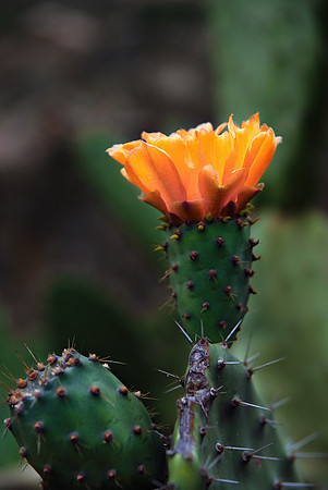 2010-08-14-Teneriffa-LaGomera-103