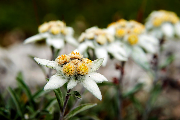 Baeume_Pflanzem_Blumen_50