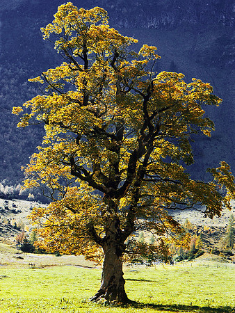Baeume_Pflanzem_Blumen_62