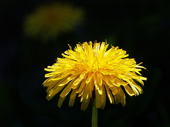 Baeume_Pflanzem_Blumen_68