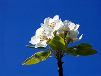 Baeume_Pflanzem_Blumen_13