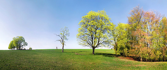 Baeume_Pflanzem_Blumen_30