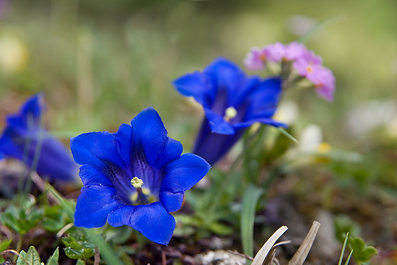 Baeume_Pflanzem_Blumen_21