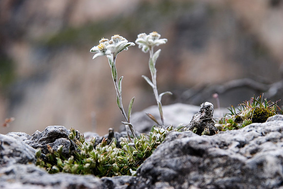 Baeume_Pflanzem_Blumen_42