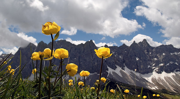 Baeume_Pflanzem_Blumen_22