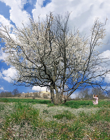 Baeume_Pflanzem_Blumen_54