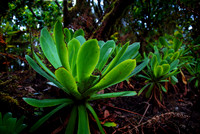 Baeume_Pflanzem_Blumen_04