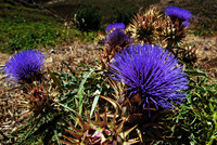 Baeume_Pflanzem_Blumen_07