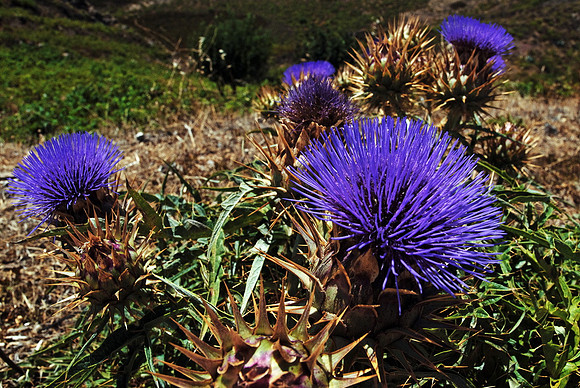Baeume_Pflanzem_Blumen_07