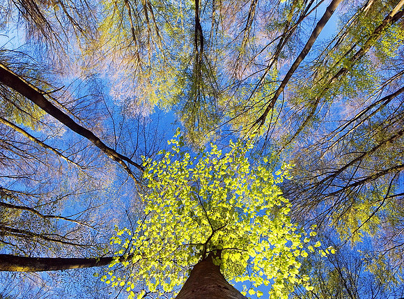 Baeume_Pflanzem_Blumen_56